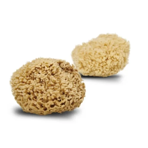 Cocoon Natursvamp Honey Wool 13-14 Cm    Stk