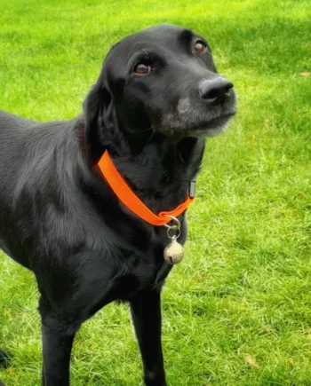 Messing Klokke Til Hundehalsbånd Lille